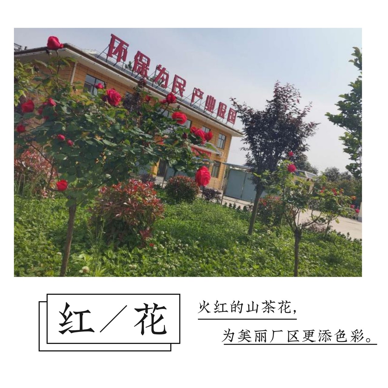 “绿满厂区春意浓”摄影文章征集活动部门文章展示（一）